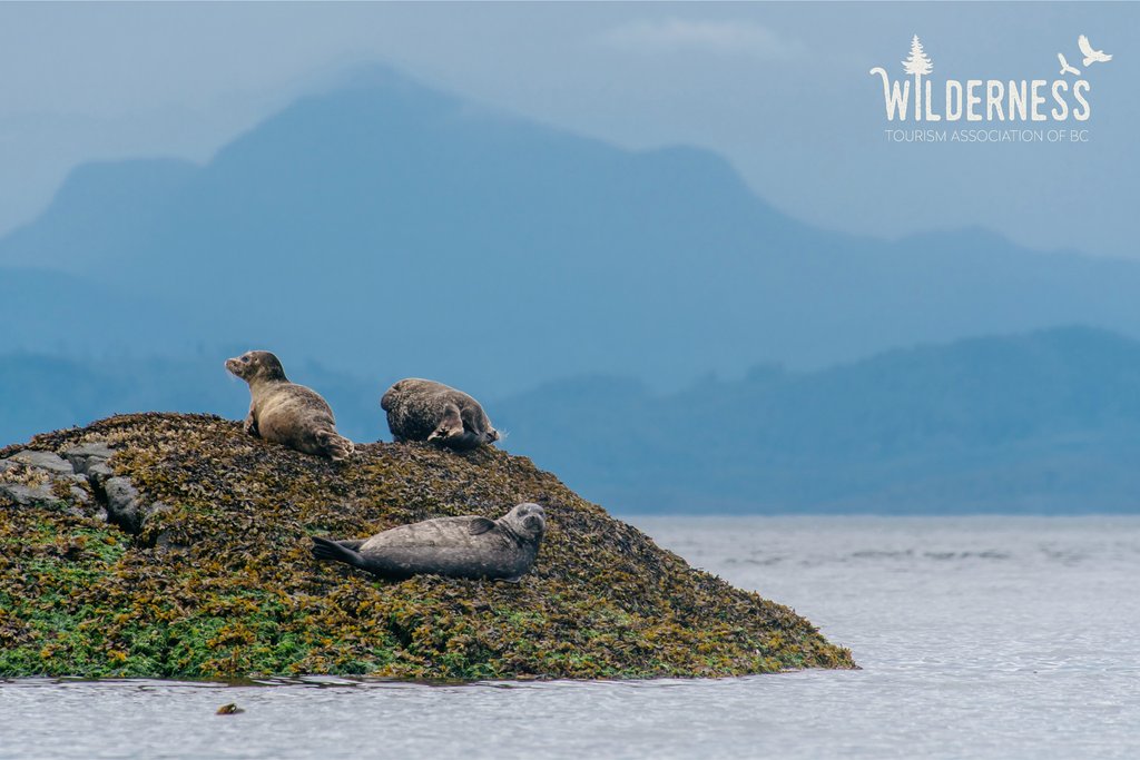 KayakingTours's tweet photo. Last chance to bid on a $3,000 Spirit of the West gift certificate! The @wildernesstourismassociation's 2025 Annual Auction closes today, April 24th at midnight. 🌿🦭✨️

Browse unique wilderness experiences + get your last-minute bid in now! 💚

https://t.co/bovxGzlJgr https://t.co/Mb4IwdAyJx