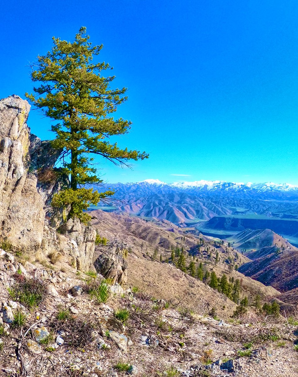 8ntmuch's tweet image. The value of a single tree…
QP or share yours.