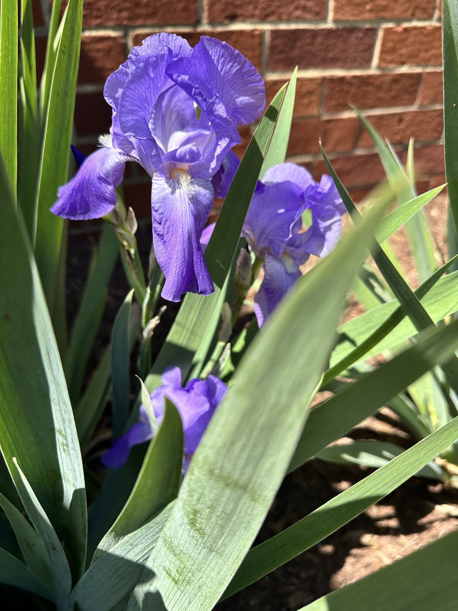 Plants shared by a faculty member a year ago now bloom outside the library door.  💜