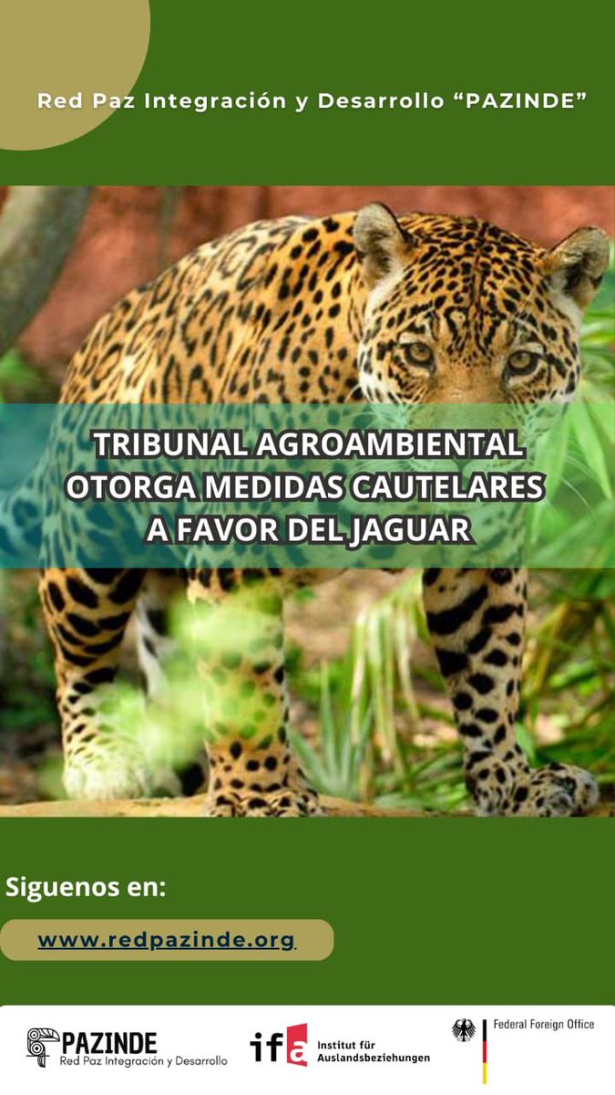 TRIBUNAL AGROAMBIENTAL, OTORGA MEDIDAS CAUTELARES A FAVOR DEL JAGUAR, UN HECHO HISTÓRICO 
El Tribunal Agroambiental en pleno, Otorgó Medidas Cautaleras a favor de nuestro Jaguar.

#Jaguar
#Pazinde
#Bolivia