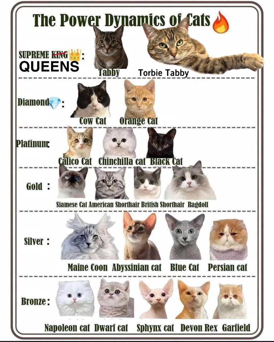 HazelandRemy's tweet photo. Accurate. 

😸🐾❤️ — Hazel and Remy https://t.co/79MickUA4L