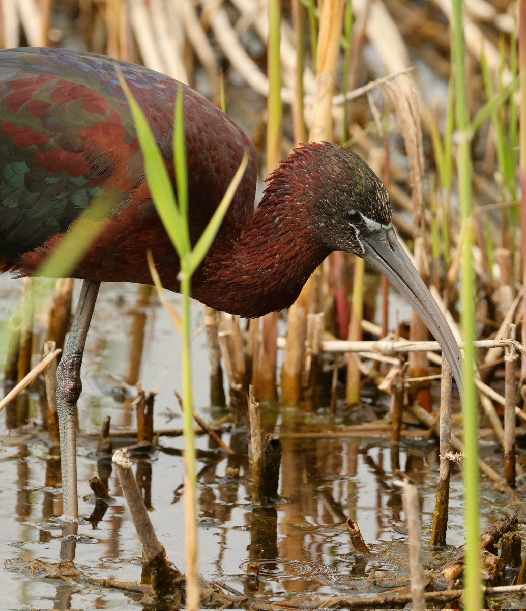 tina_snaps23's tweet photo. Glossy ibis at hamwall today 24/4/25 #hamwall https://t.co/ve2w4LR0Zs