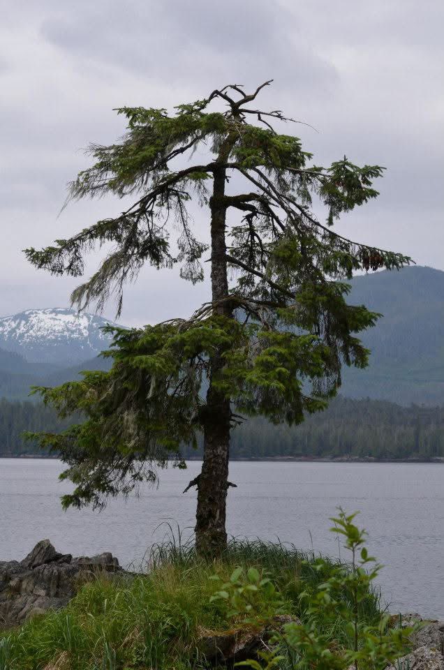 Debdicker's tweet image. I love the value of a single tree. They are so tenacious and get a hold in the strangest of places. 
#singleTree #alaska