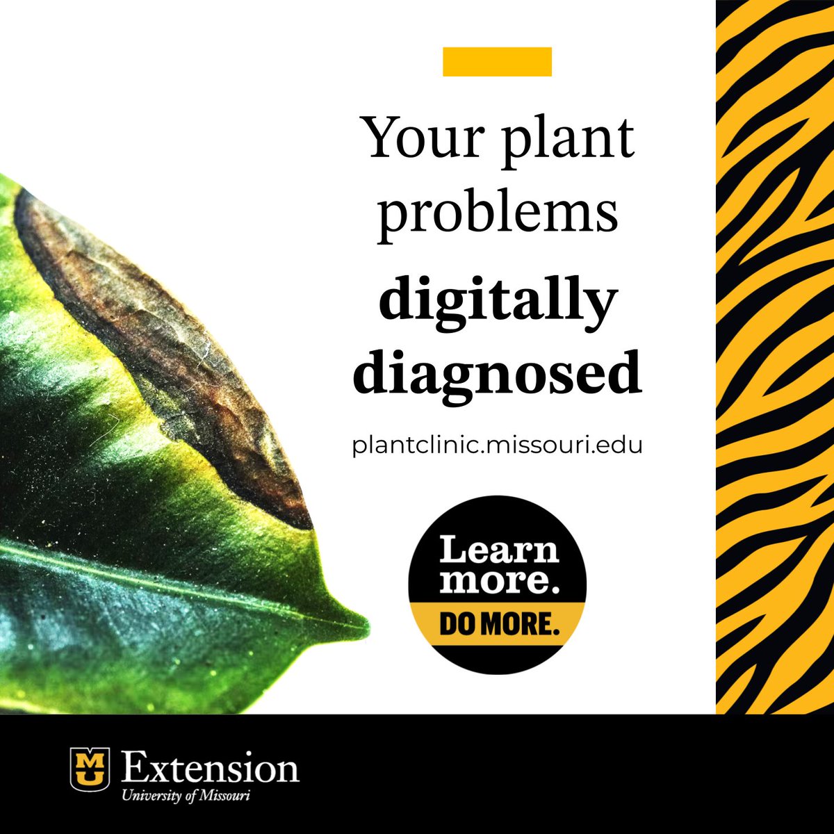 It's easier than ever to get your plant problems diagnosed through the MU lab. Gardeners and growers can send in photos to be analyzed. Learn more by visiting plantclinic.missouri.edu and hitting the Digital Sample Submission Link.