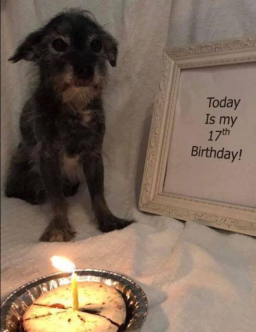 BestinDogs's tweet image. Send me some love ❤️