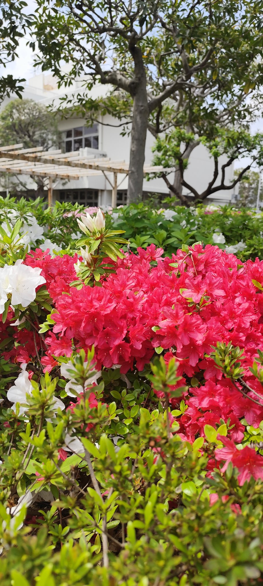 ☆秋桜☆ 5203321.jpg