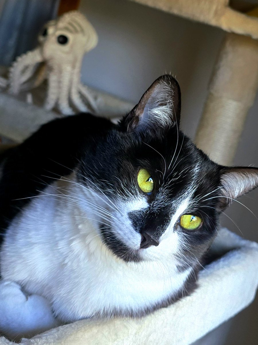 IReapZz is probably the friendliest cat I've ever met, she's so chill and cryptic