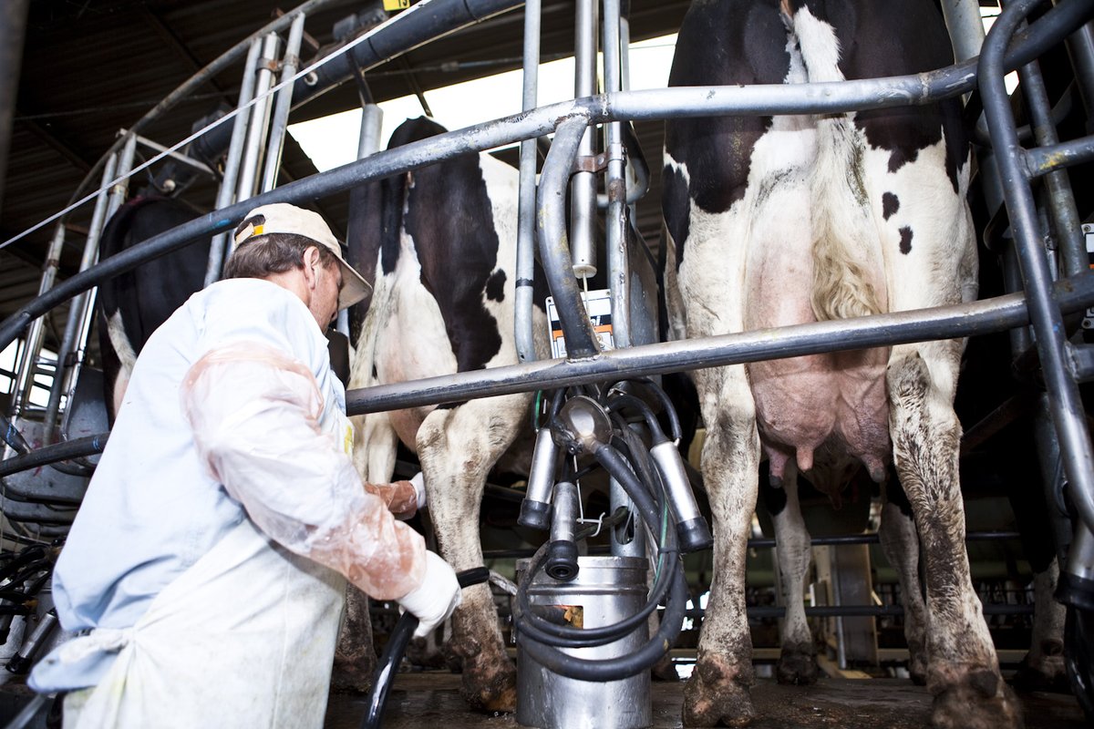 4PAgenda's tweet image. La producción de #leche creció 10,9% en el primer trimestre de 2025 
#ARG #Lecheria

agenda4p.com.ar/2025/04/24/la-…