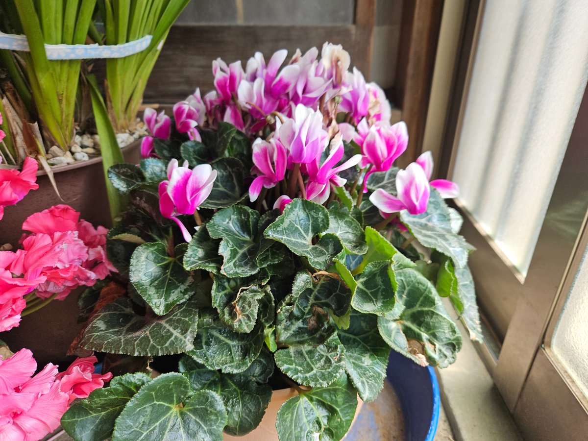 南アルプス市
朝の八ヶ岳は見えず...

曇り時々晴れ予報

昨日のボランティア訪問
96歳のKさんは一人暮らし
シクラメンがまだ、綺麗❗
5ヵ月も、楽しめている‼️🙂

土間のは去年、一昨年のだと言う
ビックリして、思わずスマホを❗

大谷翔平が不振⁉️
明日山本由伸先発で復調を❗