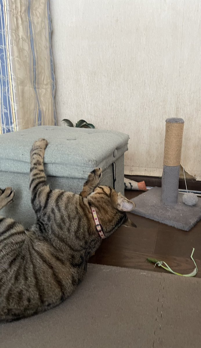 おはようございます☀️

椅子ボロボロにしようとしないで…😅

#猫 #保護猫 #猫好きさんと繋がりたい