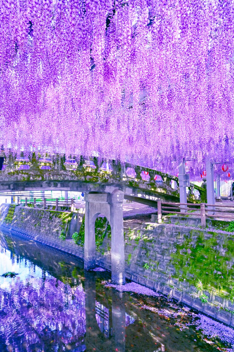 XBmBR0QytL03WsH's tweet photo. 降りそそぐ藤の花 https://t.co/KesTJ968Ww