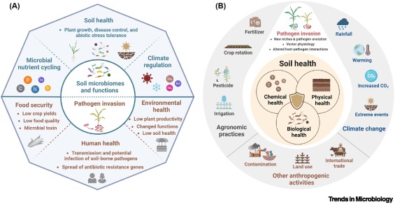 Plant pathogens, microbiomes, and soil health dlvr.it/TKMBqw