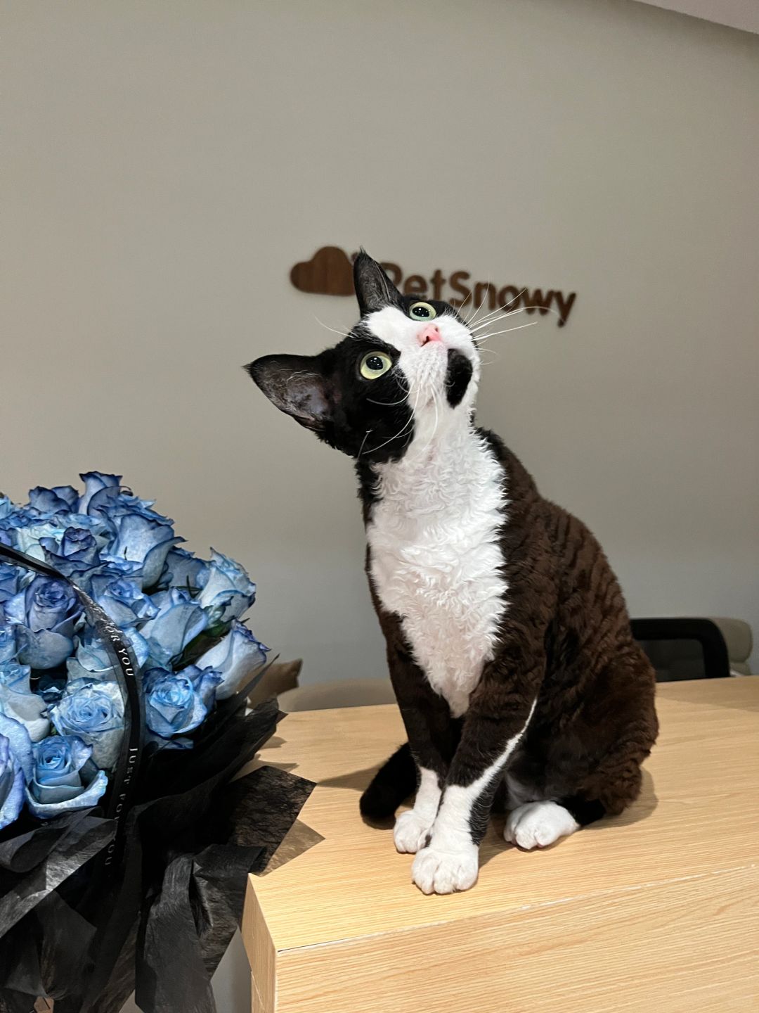 PetSnowy | ペット用品😺🐶 (@PetsnowyJapan) / X PetSnowy | ペット用品😺🐶 (@PetsnowyJapan) / X