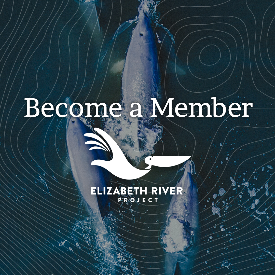 The Elizabeth River is making a big comeback. Even the wildlife is coming back! But there’s so much more to do. Become a member today, and help save Hampton Roads’ hometown river. Learn more and Do Something Beautiful: brnw.ch/21wScOU