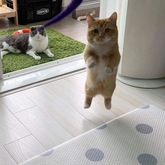 Punch Cat (@punchingcat) on Twitter photo 