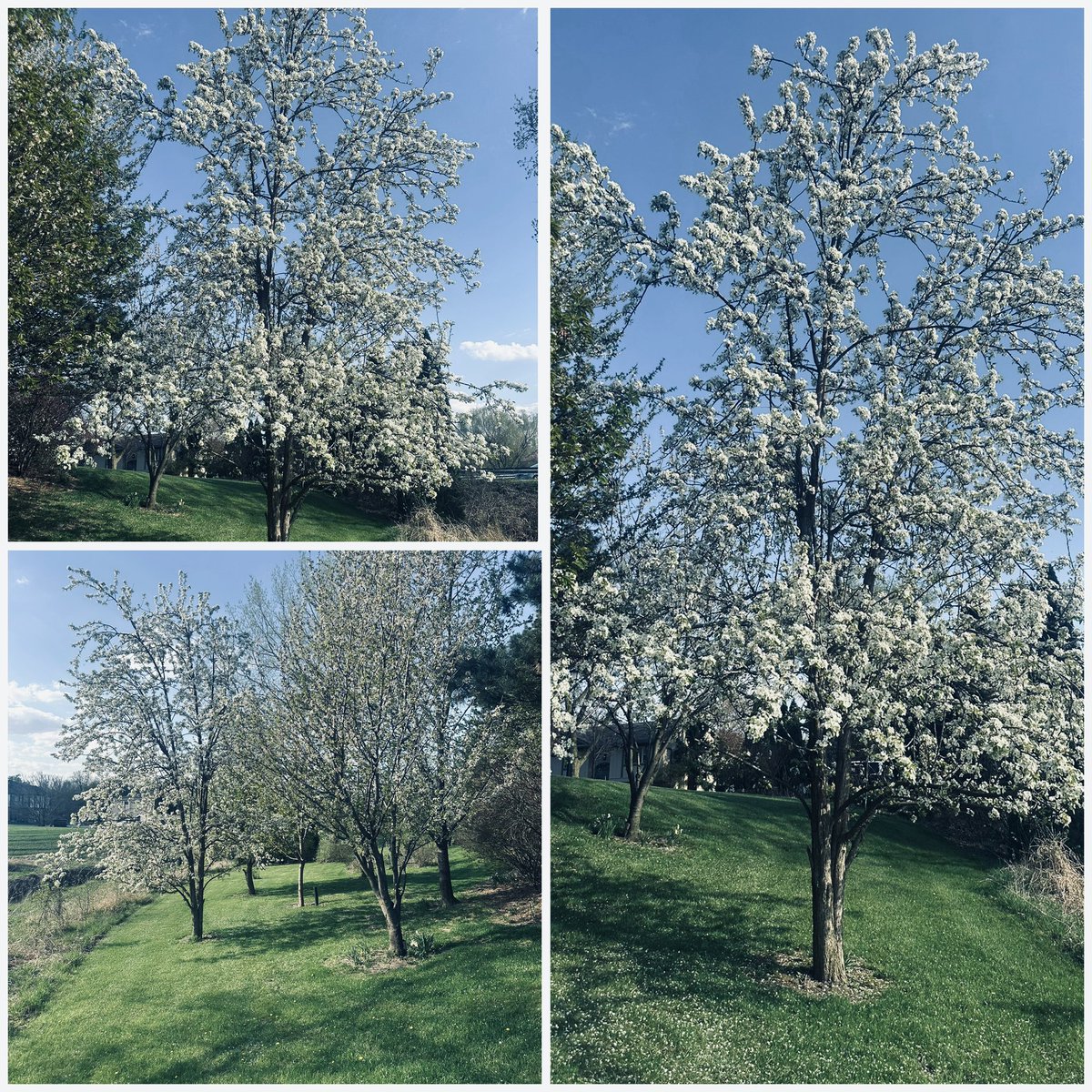 TactQueen's tweet image. Pear Trees Blooming 💜