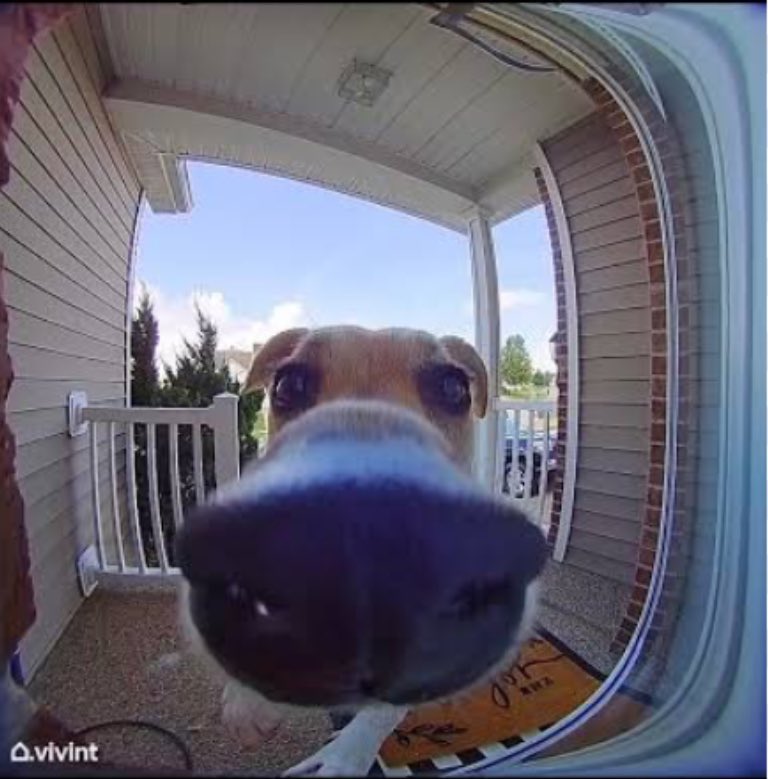 Shazzaa26's tweet photo. @daumeneth @pumpdotfun What you do if your doorcam $Ring  and it’s a snoot 🐶 

CXFxkYARwgsBxCntoQDLpa1fKaoAZ1sW611eYz83pump https://t.co/00nUNhOPT3