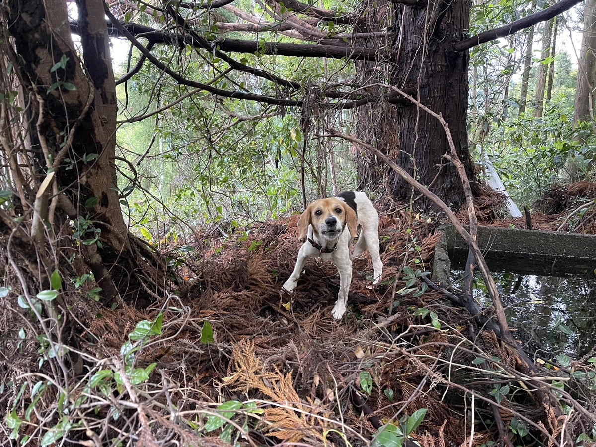 milkbarcojp's tweet photo. 満観峰の山頂付近で迷い犬に遭遇しました。
数日山を彷徨ったのか、かなり痩せていたので現在自宅で保護しています。
首輪をしているので飼い犬であることは間違いないと思います。
お心当たりのある方はDMいただければ幸いです。

山頂カフェ#40 （山頂迷い犬）

#花沢の里 #無人販売 #満観峰 https://t.co/Fe1eypaa1e