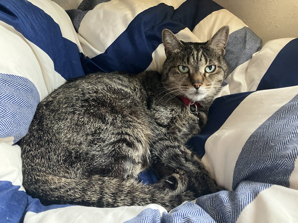 無事に16歳を迎えた我が家のぬこ