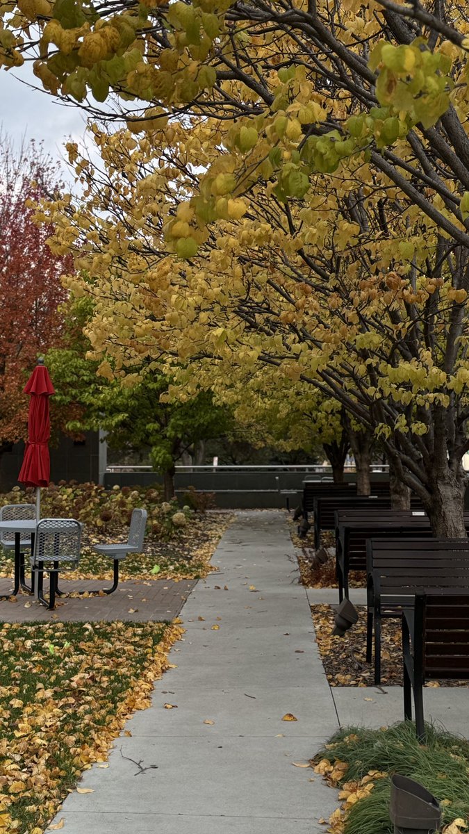 justmapage's tweet image. من جماليات البعثه اللي بشتاق لها هي اني شهدت الفصول الاربعة وعشتها بحذافيرها💗