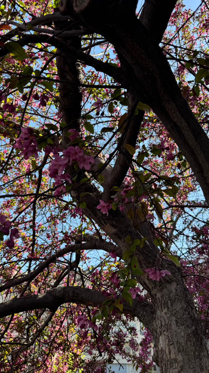 justmapage's tweet image. من جماليات البعثه اللي بشتاق لها هي اني شهدت الفصول الاربعة وعشتها بحذافيرها💗