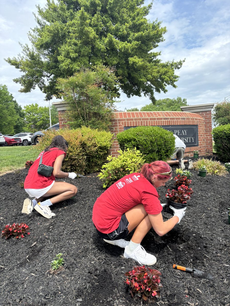GovsVB's tweet photo. Spent our afternoon planting the campus red!! 🎩🏐

#LetsGoPeay https://t.co/ChRQmtoSLo