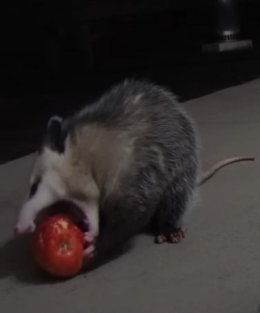 EASTPACKMAN tweet media