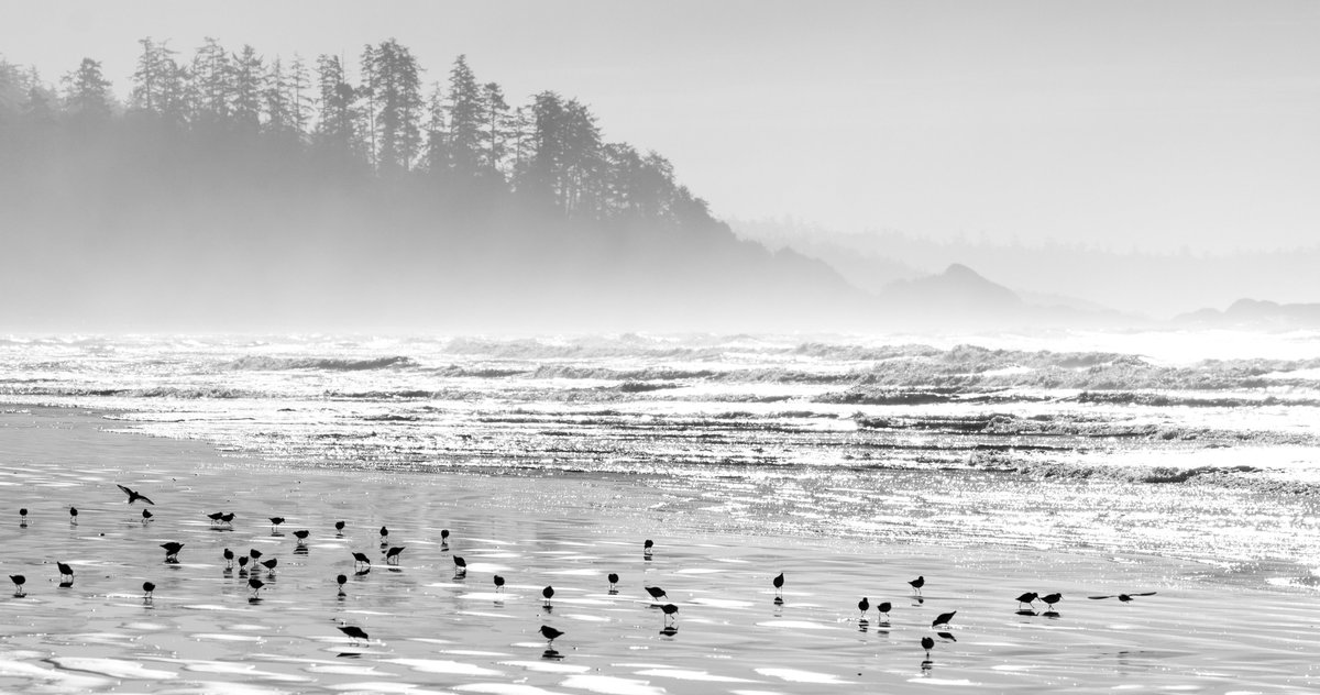 Flock to the Mudflats at Tofino's 26th Shorebird Festival 🪶

📍 Tofino Mudflats, birding platform behind Hotel Zed
📆 Daily drop-in sessions (Mon April 28- Fri May 2)
💸 FREE &amp; open to all with expert birders
🔗 raincoasteducation.org 

Photos by @raincoasted