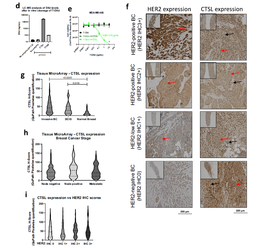 jsoriamd's tweet image. ADC’s Bystander Effect may be crucial for efficacy!
In a provocative recent paper, HER2 ADC’s payload may not need ADC internalization for efficacy ! Activity may rely on extracellular proteases, such as cathepsin L (CTSL). This extracellular release in the TME appears to kill…