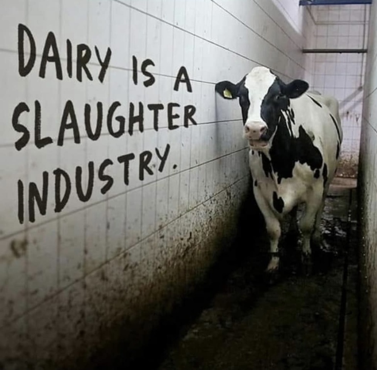 DAIRY IS A SLAUGHTER INDUSTRY