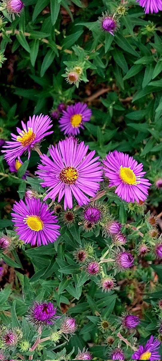 nilaakaalam's tweet image. Show me your pics with &apos;Purple&apos; 💜

Mine.. 👇🏼

#NilaPix #Asters #Purple #Flowers #Photography #MobilePhotography #FlowerPhotography #FlowersofTwitter #FlowersofX #FlowersOnTwitter #FlowersOnX