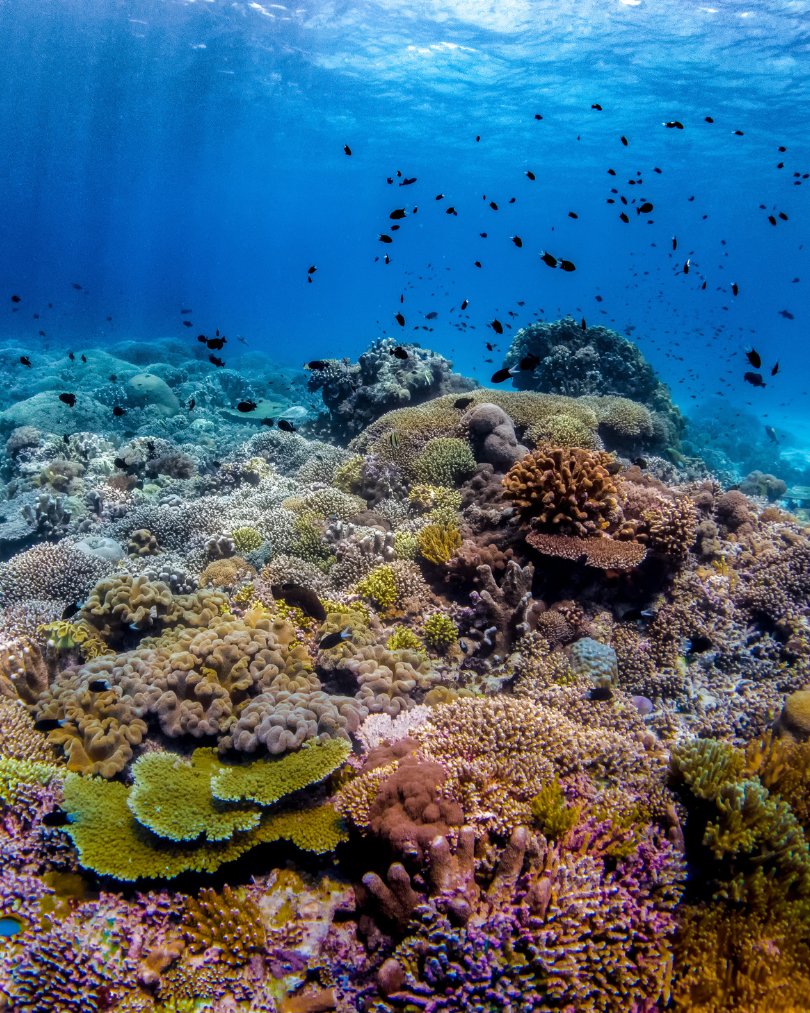 PADI's tweet image. This is what a healthy reef looks like. 🪸  Every creature, from the smallest fish to the towering corals, plays a crucial role in maintaining this delicate ecosystem. 💙

#PADI #Corals #MarineLife #Underwater #HealthyReefs #HealthyCorals #Conservation