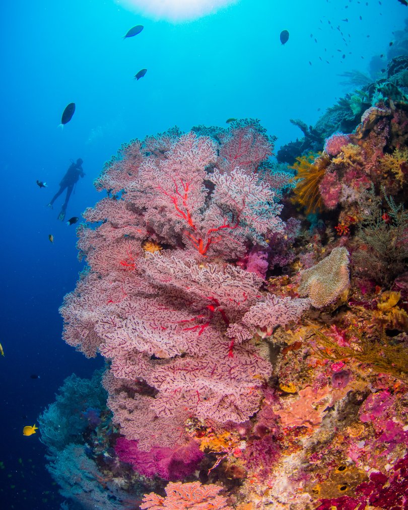 PADI's tweet image. This is what a healthy reef looks like. 🪸  Every creature, from the smallest fish to the towering corals, plays a crucial role in maintaining this delicate ecosystem. 💙

#PADI #Corals #MarineLife #Underwater #HealthyReefs #HealthyCorals #Conservation