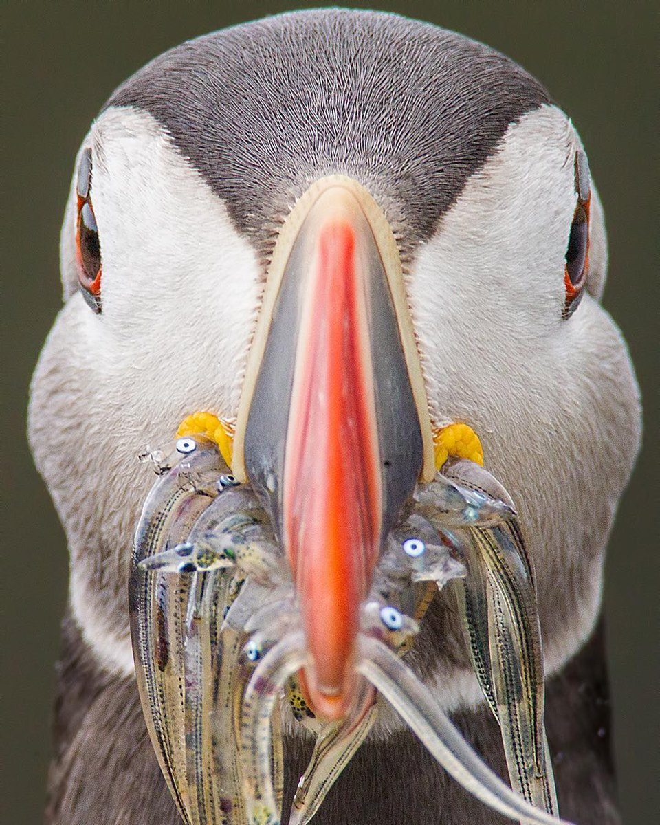 Why don't you look this puffin in the eyes, and tell him that the beak full of food for him and his chicks - that previously would have been mashed up into fish oil by the Danes - is not a benefit of Brexit.

Go ahead. Tell him to his face.