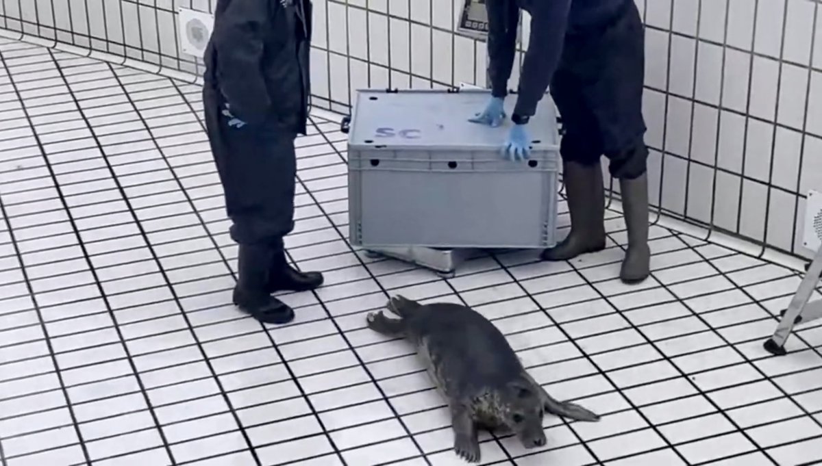 sealchinta6000's tweet photo. 2月頭頃Jutterの容体に落ち込んで泣いてたワイへ😂
#zeehondencentrum #アザラシ幼稚園 #Jutter #Witje https://t.co/X6Hbh6K1AT