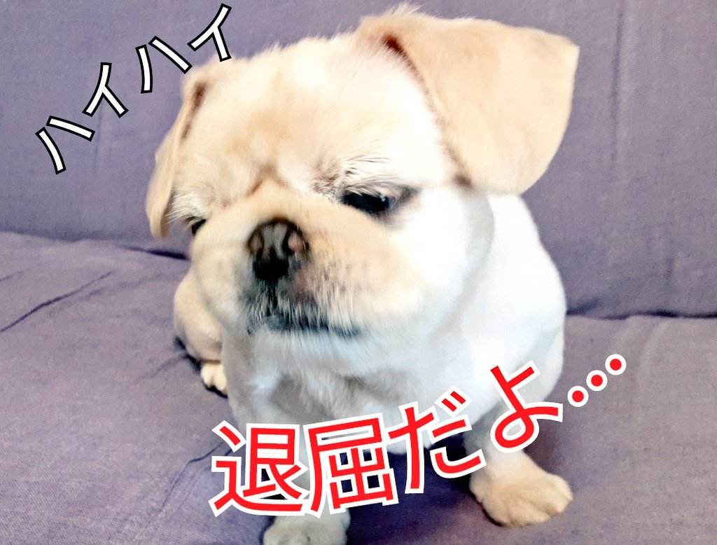 Photo by 25周年|おもちゃのGEN【奇跡のおじさん】藤原幻🐶😽 おはです🙂
いよいよ世間はゴールデンウィーク突入ですね😗
今年は飛び石連休で平日は宿泊料金も安いみたい😯
もし予定が無かったら😶
退屈は限りある人生の無駄遣い😒
この機会に普段はしない冒険やちょっと気になっていたことに挑戦してみるのも良いんじゃないでしょうか😚
お声掛け待ってます😉 https://t.co/Rfpb9215p1