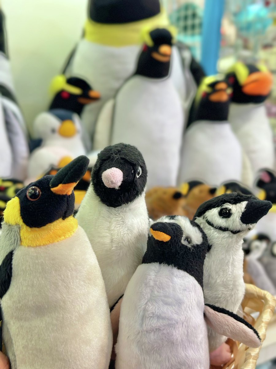 本日、4月25日は #世界ペンギンの日 🐧✨ ショップにもペンギンたちが