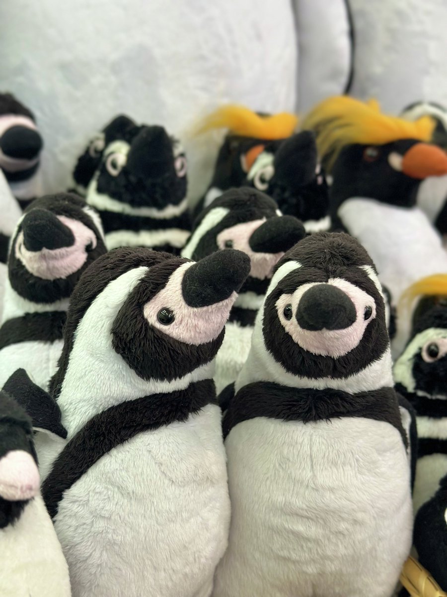 横浜・八景島シーパラダイス公式 on X