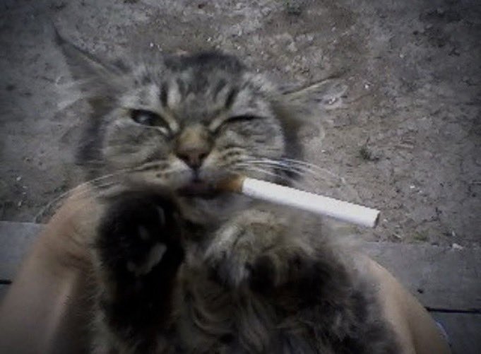 puta zorra (@estoysobada) on Twitter photo 