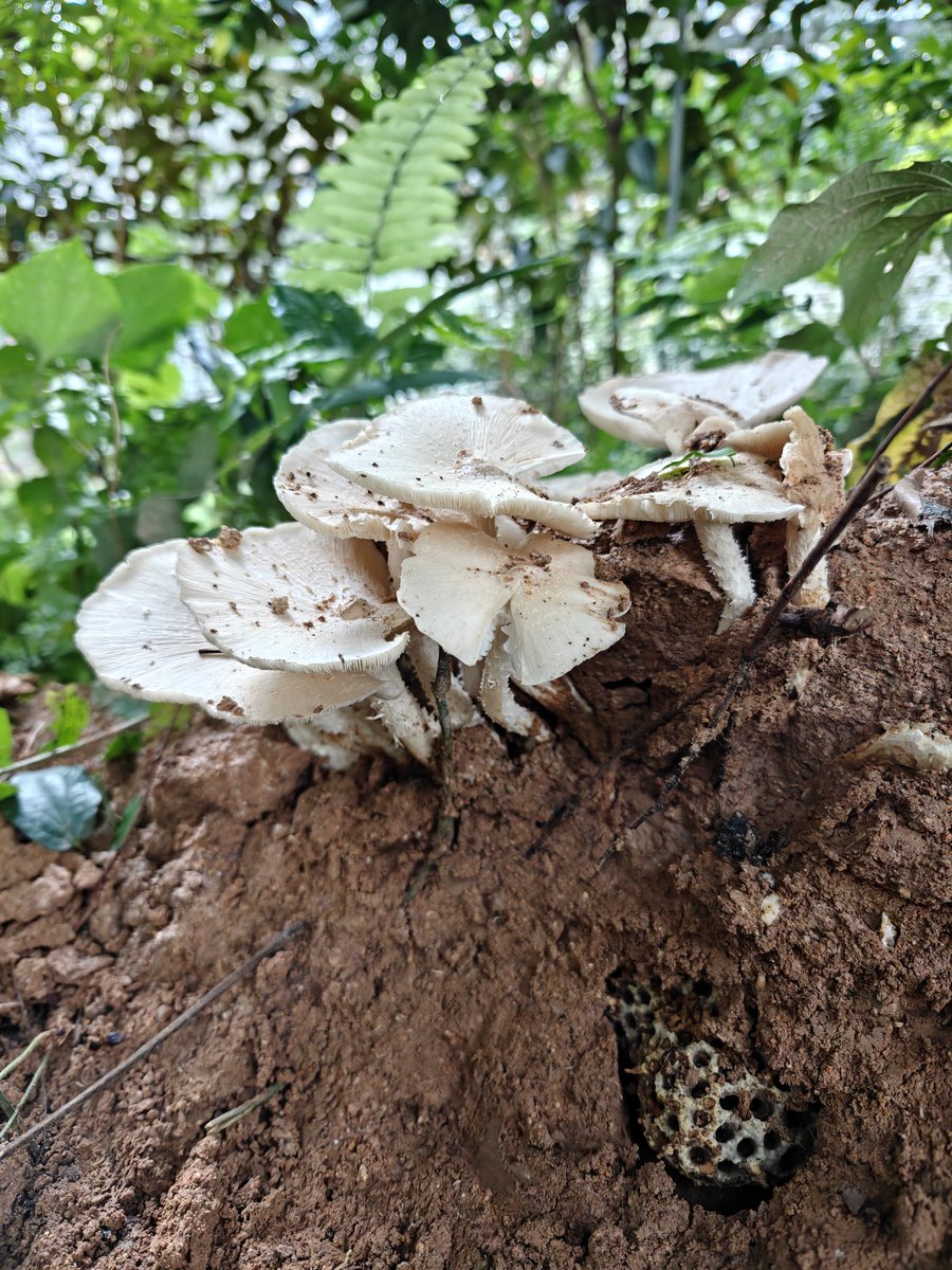 BugCatcher_Mao tweet media