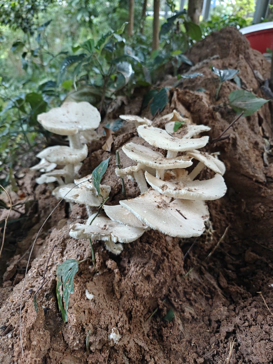 BugCatcher_Mao tweet media