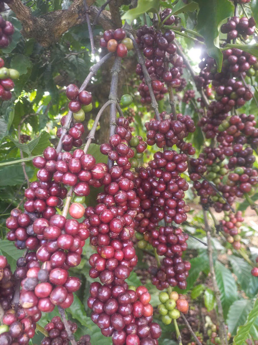 Takafe Coffee Roasters tweet media