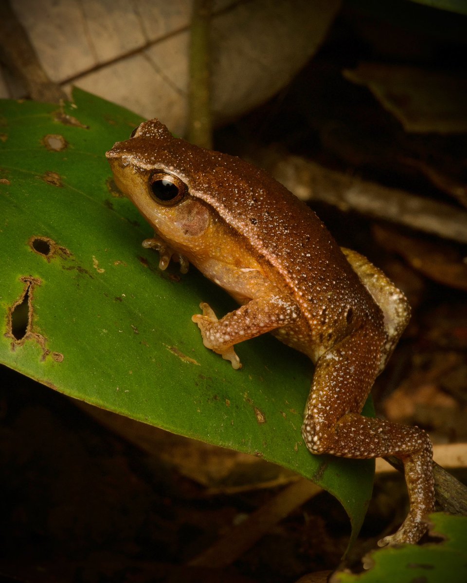 incidental naturalist (@incnaturalist) on Twitter photo My first time seeing Lim’s Black-spotted Sticky Frog (Kalophrynus pleurostigma). This leaf litter dweller is frequently heard but rarely seen. Hopefully not my last encounter with this striking little amphibian. My first time seeing Lim’s Black-spotted Sticky Frog (Kalophrynus pleurostigma). This leaf litter dweller is frequently heard but rarely seen. Hopefully not my last encounter with this striking little amphibian.