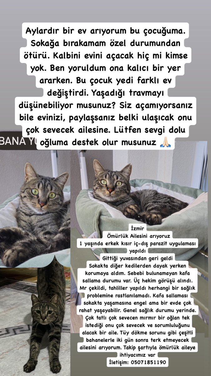 Fip_bebis (@fipbebis) on Twitter photo 