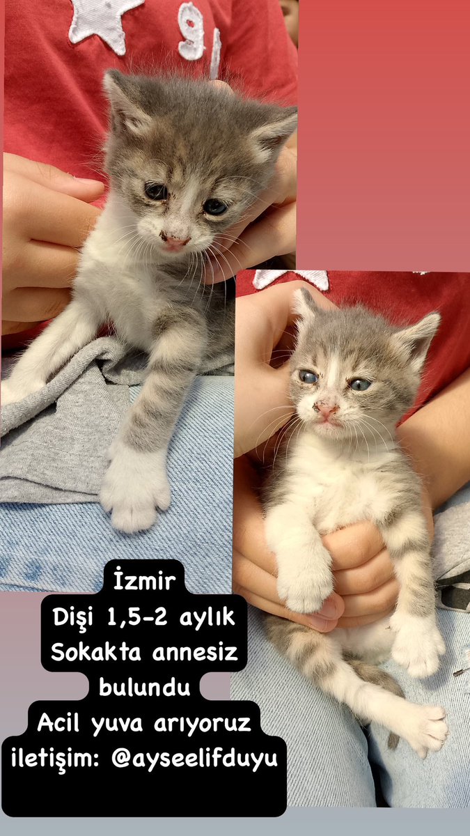 Fip_bebis (@fipbebis) on Twitter photo 