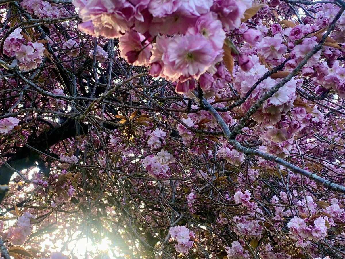 JudeMckerrecher's tweet image. #Tinymomentsofjoy🫶in evening light through the blossom🌸Such a beautiful sight on the Meadows, it won’t remain for long, but it’s such a joy to see when it flourishes each year! 🌸🌸🌸🌸🌺🌺🌺To be admired &amp;amp; appreciated while it lasts🙏