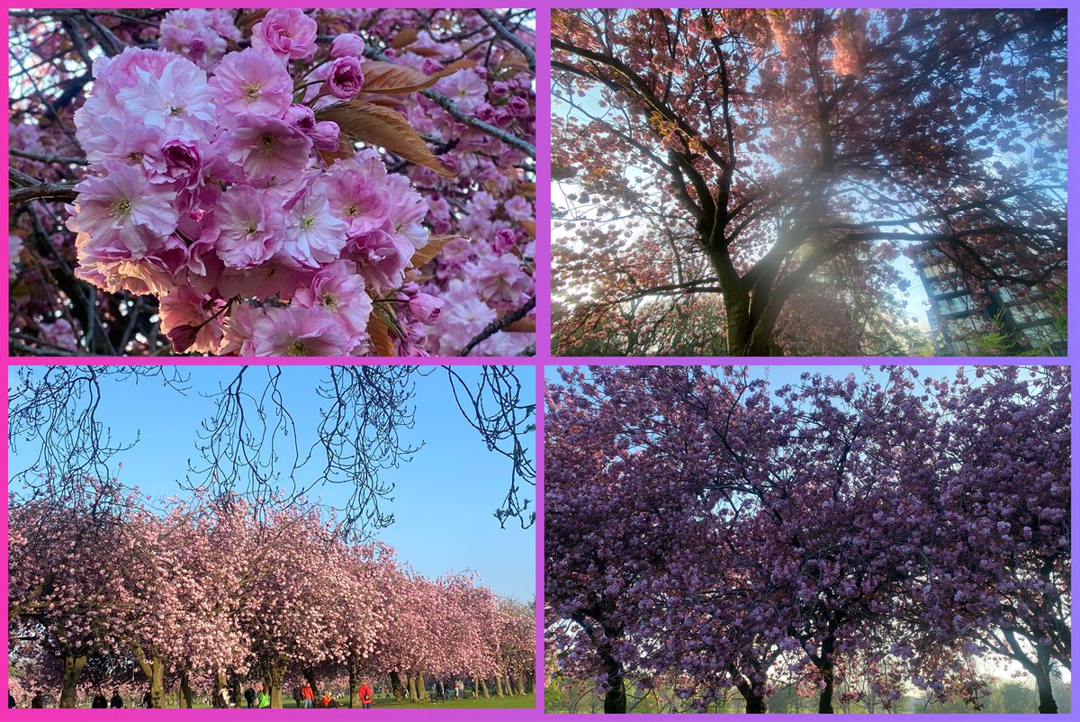 JudeMckerrecher's tweet image. #Tinymomentsofjoy🫶in evening light through the blossom🌸Such a beautiful sight on the Meadows, it won’t remain for long, but it’s such a joy to see when it flourishes each year! 🌸🌸🌸🌸🌺🌺🌺To be admired &amp;amp; appreciated while it lasts🙏