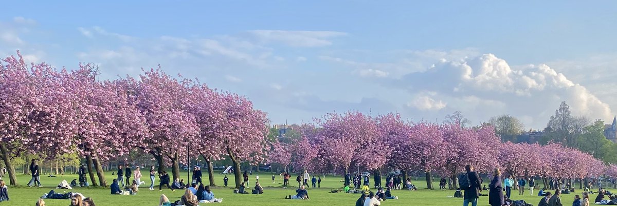 JudeMckerrecher's tweet image. #Tinymomentsofjoy🫶in evening light through the blossom🌸Such a beautiful sight on the Meadows, it won’t remain for long, but it’s such a joy to see when it flourishes each year! 🌸🌸🌸🌸🌺🌺🌺To be admired &amp;amp; appreciated while it lasts🙏