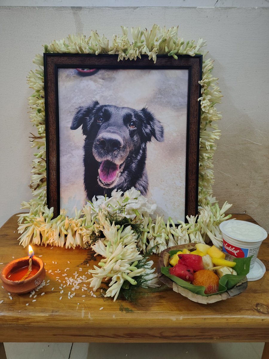 UmeshCEO's tweet photo. Krish is at peace now, his soul merged with the Eternal Light. We placed his photo in his favorite spot, offered him papaya, watermelon, laddus &amp; ice cream—his favorites. Once the joy of every puja, today his absence fills the silence. Our hearts ache, but he blesses us still. https://t.co/VIA3D0jP0G