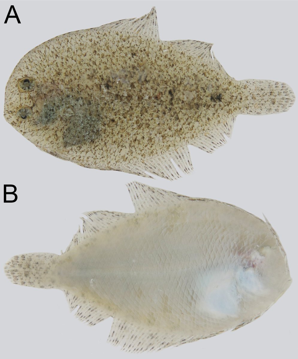 The first record of Hureau’s flounder, Engyprosopon hureaui, from Taiwan fills a distribution gap between Japan and New Caledonia. 

🔗 doi.org/10.3897/aiep.5…